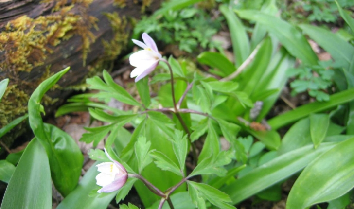 Anemone nemorosa L.