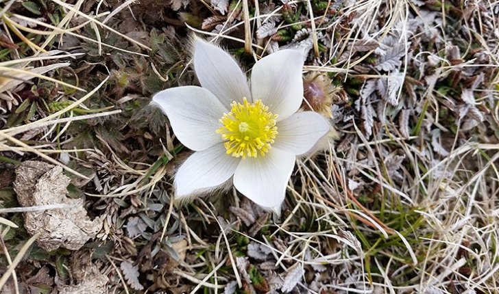 Anemone vernalis
