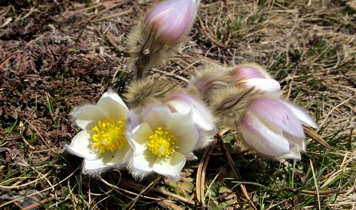 Anemone vernalis
