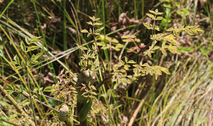 Angelica sylvestris