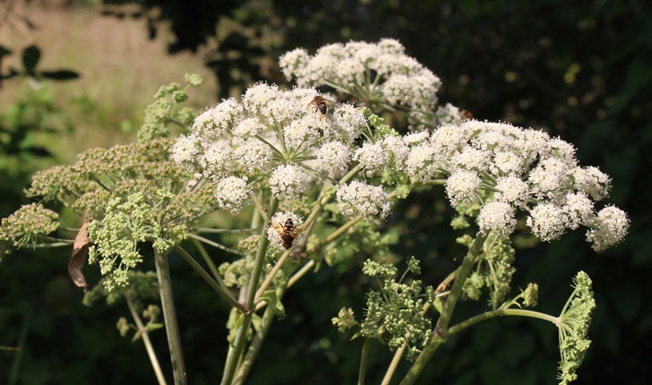Angelica sylvestris