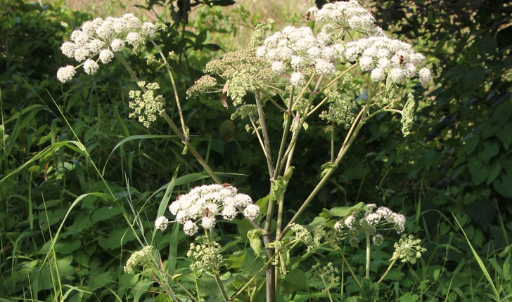 Angelica sylvestris