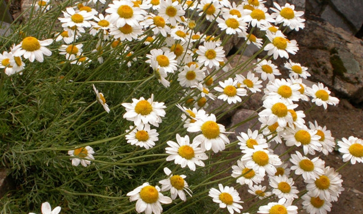 Anthemis cretica 