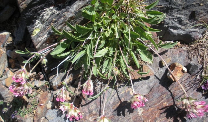 Anthyllis vulneraria 