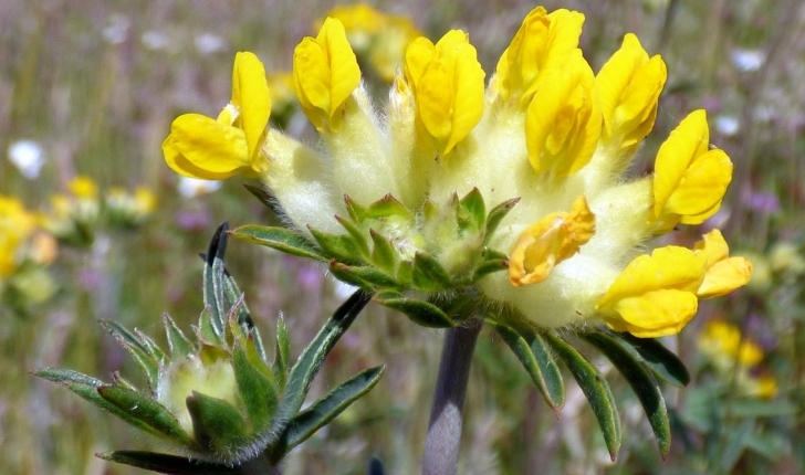 Anthyllis vulneraria 