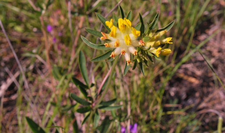 Anthyllis vulneraria 