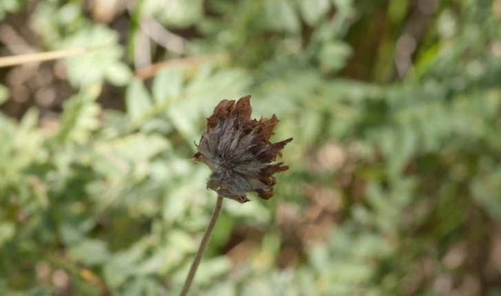 Anthyllis montana (Linné, 1753)
