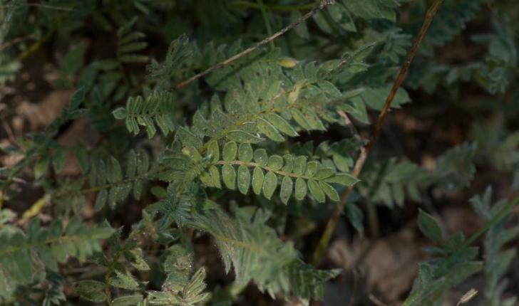 Anthyllis montana (Linné, 1753)