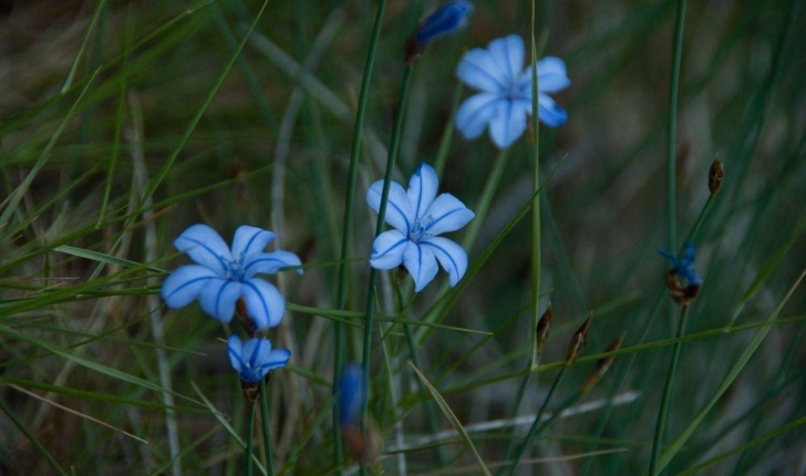 Aphyllanthes monspeliensis (Linné, 1753)