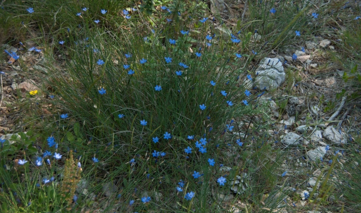 Aphyllante de Montpellier