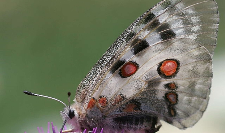 Parnassius apollo (Linnaeus, 1758)