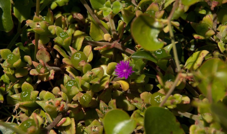 Aptenia cordifolia (Schwantes, 1928)