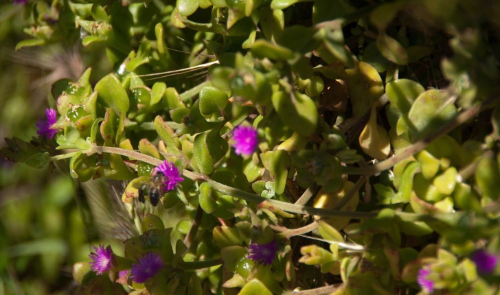 Aptenia cordifolia (Schwantes, 1928)