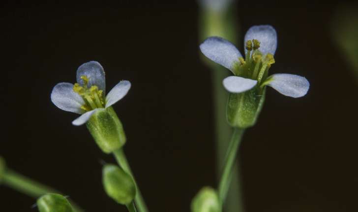 Arabidopsis thaliana (Heynh 1842)