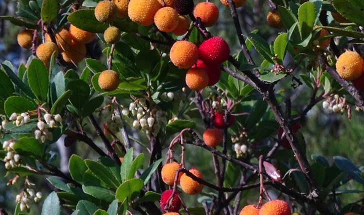 Arbutus unedo (Linné, 1753)