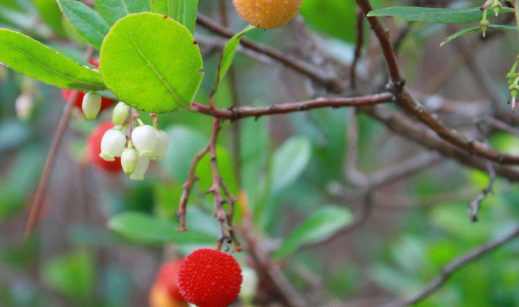 Arbutus unedo (Linné, 1753)