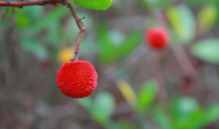 Arbutus unedo (Linné, 1753)