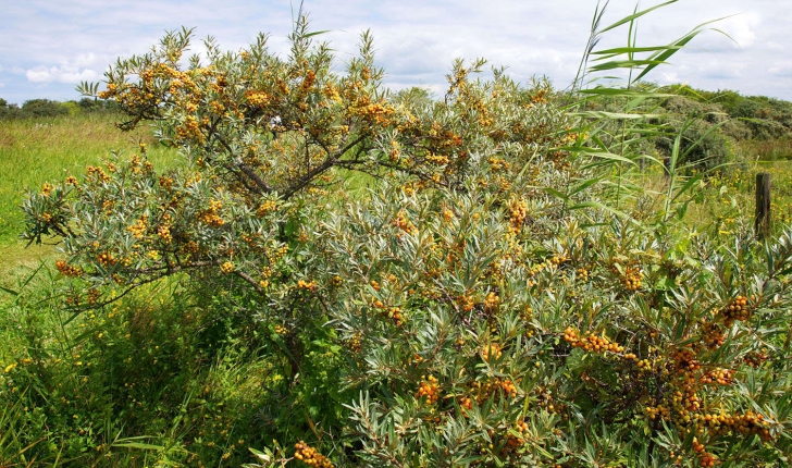 Hippophae rhamnoides L., 1753