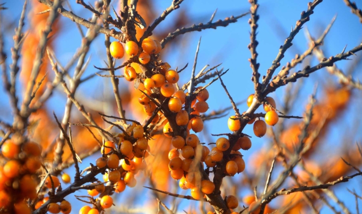 Hippophae rhamnoides L., 1753