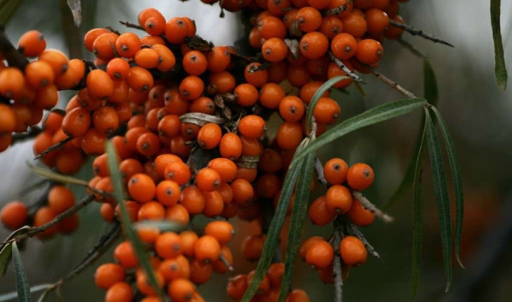 Hippophae rhamnoides L., 1753