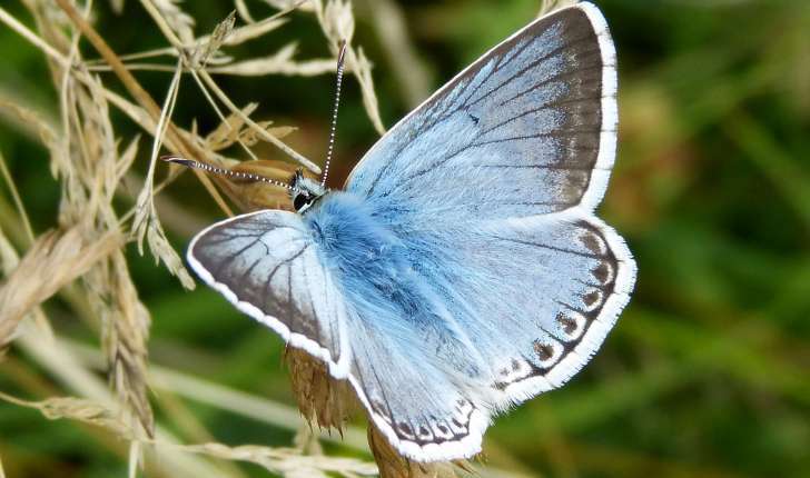 Argus bleu nacré - mâle (Crédits: gailhampshire - Flickr)