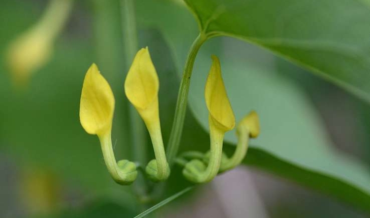 Aristolochia clematitis (L.,1753)