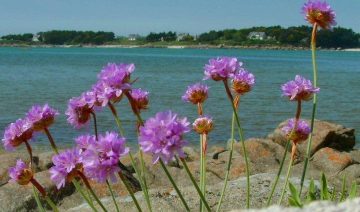 Armeria maritima (Willd., 1809)