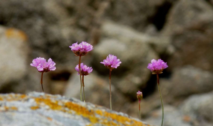 Armeria maritima (Willd., 1809)