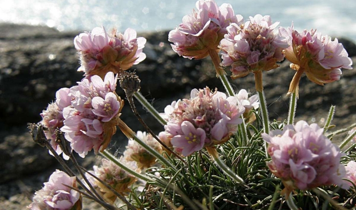 Armeria maritima (Willd., 1809)