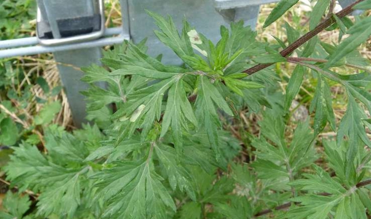 Artemisia vulgaris (L.,1753)