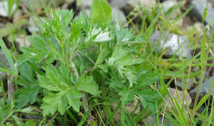 Artemisia vulgaris (L.,1753)