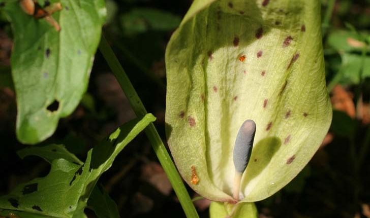 Arum maculatum