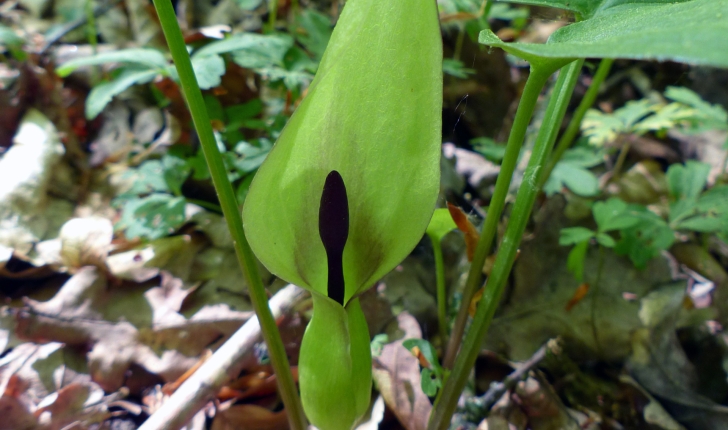 Arum maculatum L., 1753