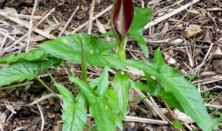 Arum maculatum L., 1753