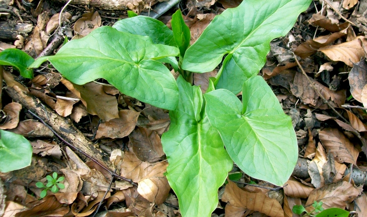 Arum maculatum L., 1753