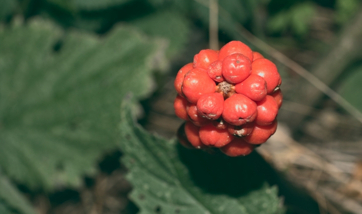 Arum maculatum L., 1753