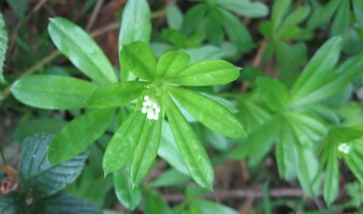 Galium odoratum (L.) Scop.