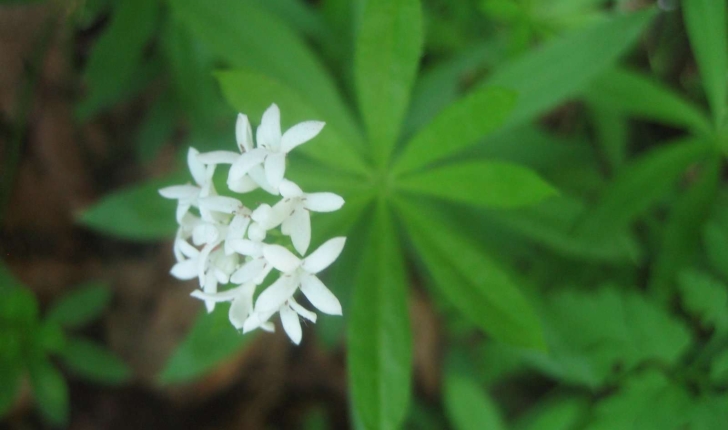 Galium odoratum (L.) Scop.