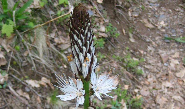 Asphodelus albus Mill.
