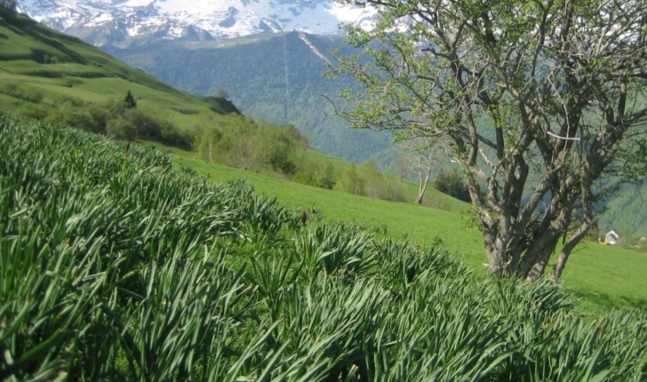 Asphodelus albus Mill.