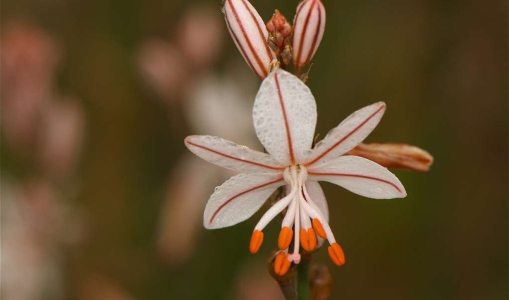 Asphodelus fistulosus (Linné, 1758)