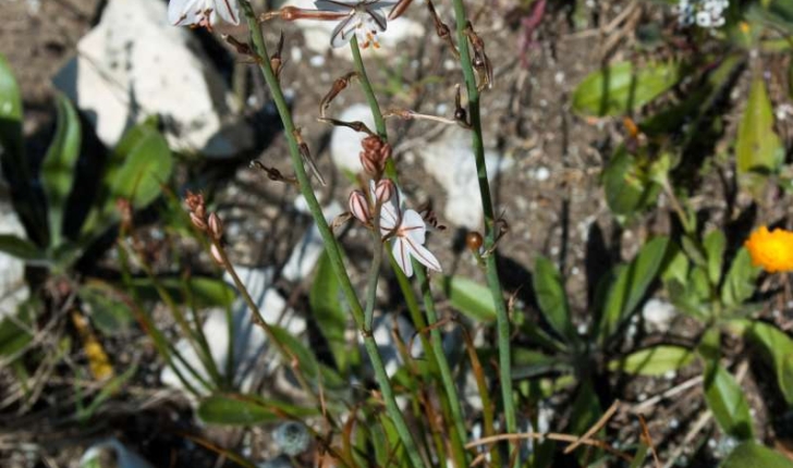 Asphodelus fistulosus (Linné, 1758)