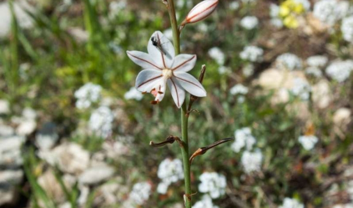 Asphodelus fistulosus (Linné, 1758)