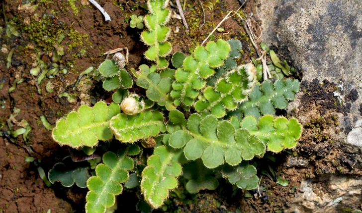 Asplenium ceterach L., 1753