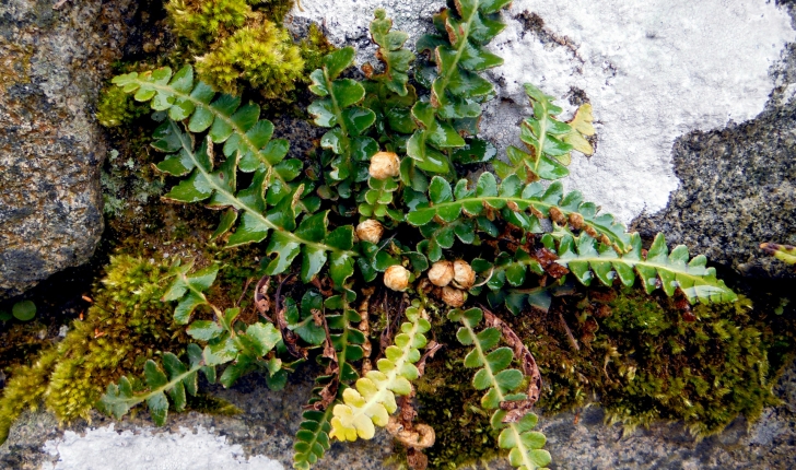 Asplenium ceterach L., 1753