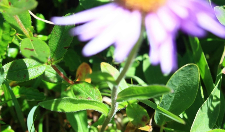 Aster alpinus (L., 1753)