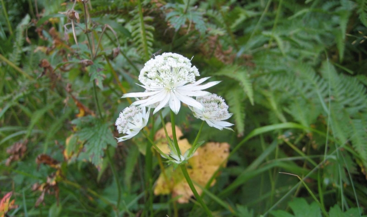 Astrantia major L.
