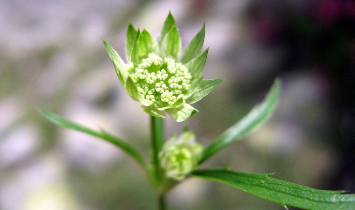 Sanicle des montagnes (Crédits: Joan Simon - Flickr)
