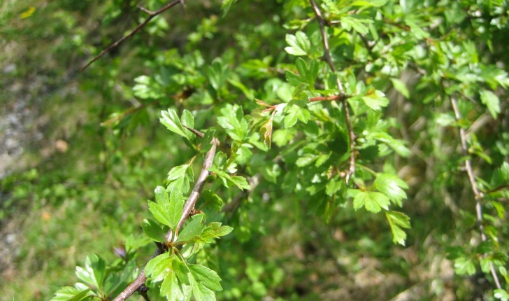 Crataegus monogyna (Jacq.1775)