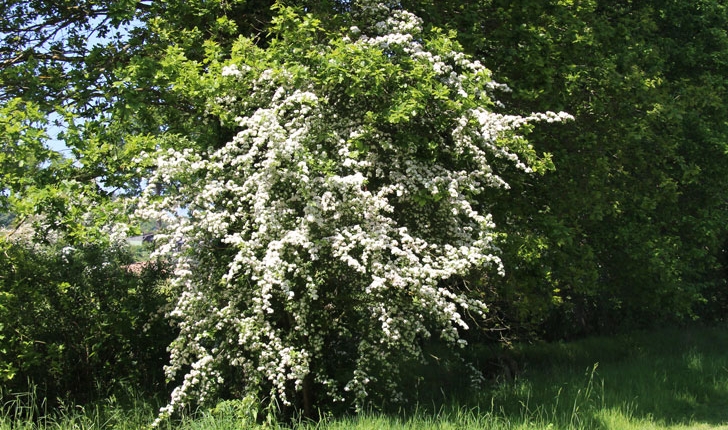 Crataegus sp (L. 1753)